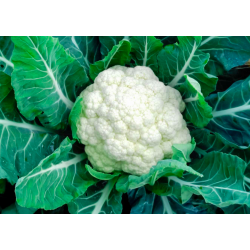 Cauliflower, 1 Head